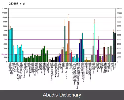 عکس زنجیره سبک فریتین