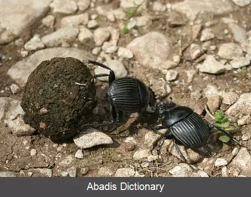 عکس بوم شناسی حشرات