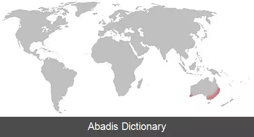 عکس زنبور نی نشین