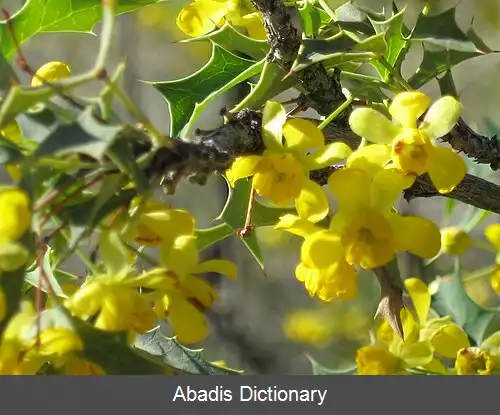 عکس زرشک هریسون