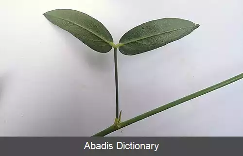 عکس زرنیا لاتیفولیا