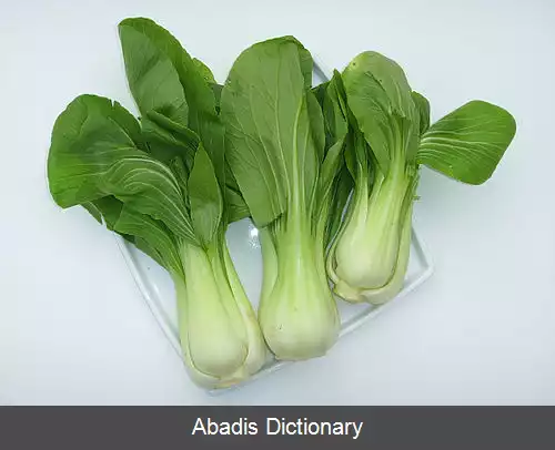 عکس کلم برگ چینی