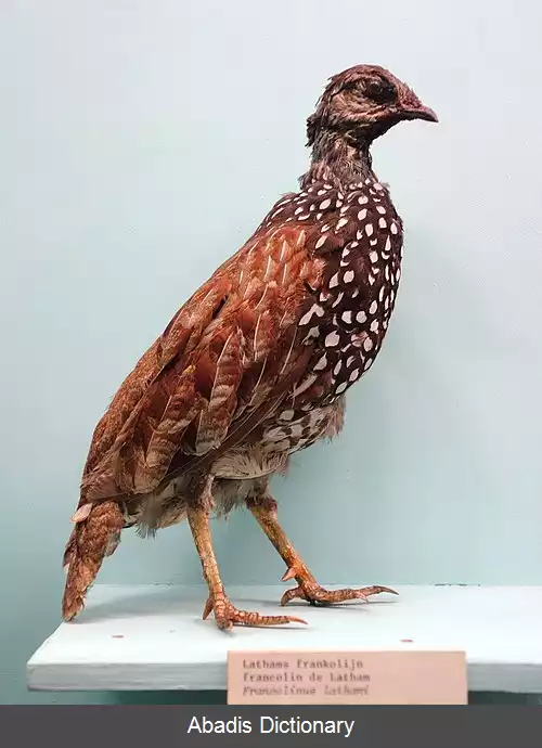 عکس دراج لتهم