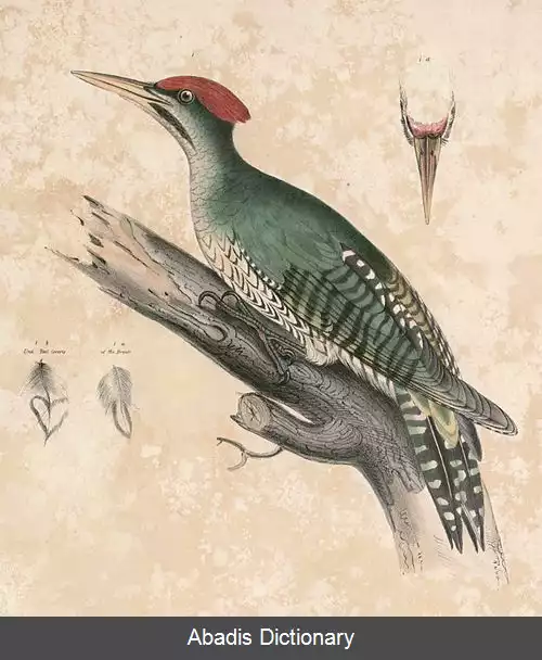 عکس دارکوب سینه رگه ای