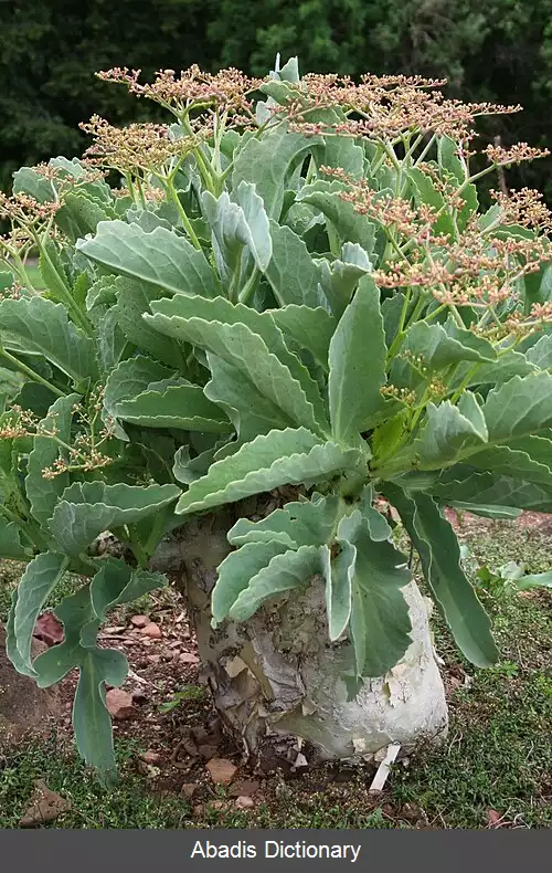 عکس سیفوستما