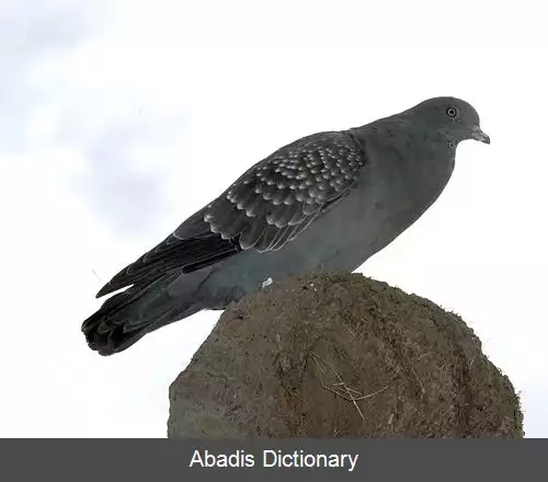 عکس کبوتر بال خالدار