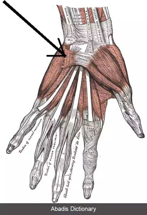 عکس ماهیچه کوتاه کف دستی