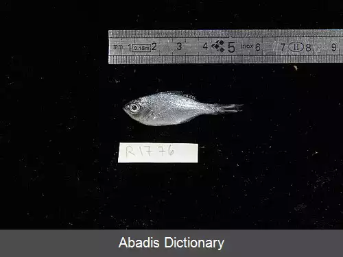 عکس دم پرچمی صخره ای