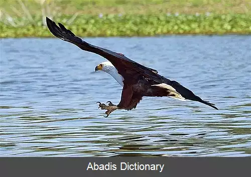 عکس عقاب دریایی آفریقایی