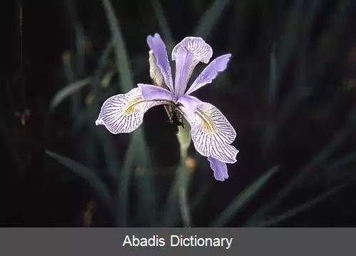 عکس زنبق های درازگلبرگ