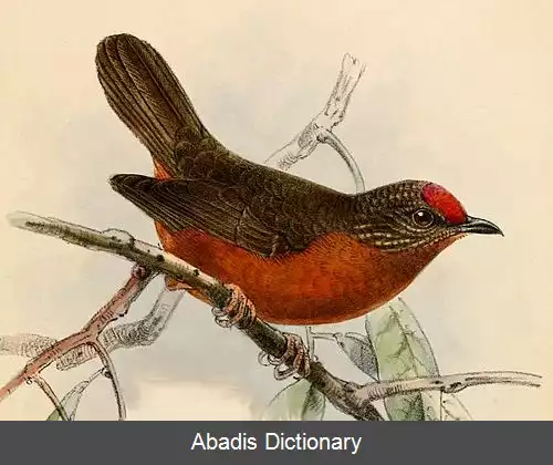 عکس سهره مورچه گیر پیشانی سرخ