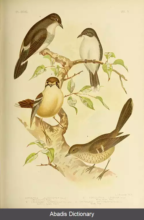 عکس چک سینه سرخ شکم سفید