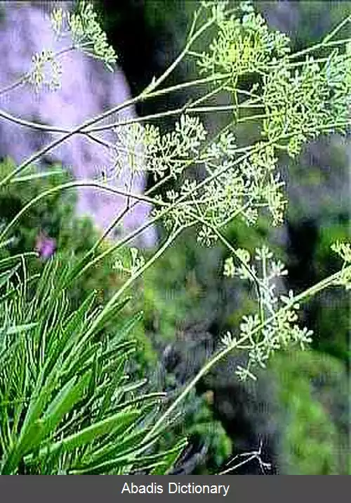 عکس چترگندمی