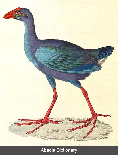 عکس طاووسک پشت سیاه