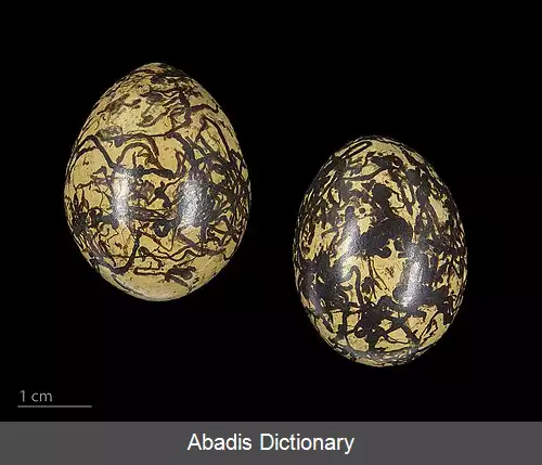 عکس برکه نورد شمالی