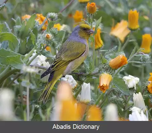 عکس قناری دماغه