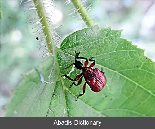 عکس سوسکچه کوریلی