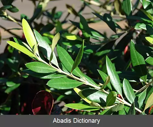 عکس زیتون زنگی