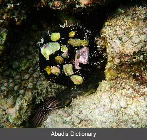 عکس استتار زیر آب