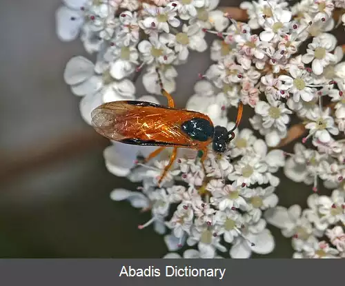 عکس زنبور برگ خوار رز