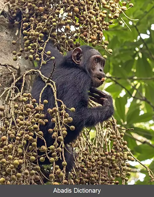 عکس شامپانزه معمولی