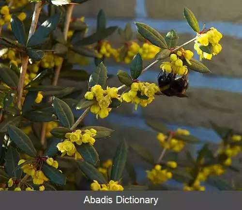 عکس زرشک چینی