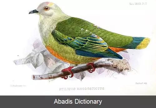 عکس کبوتر میوه خوار سرنقره ای