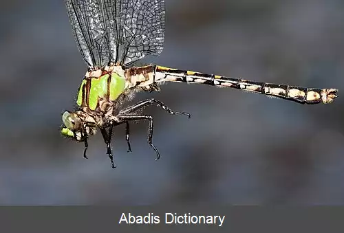 عکس دم ماری تنگاب