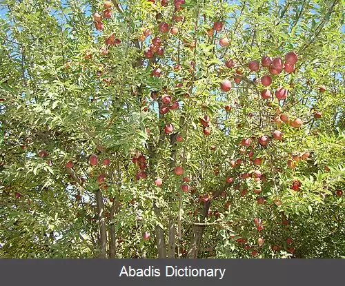 عکس کره مرکزی