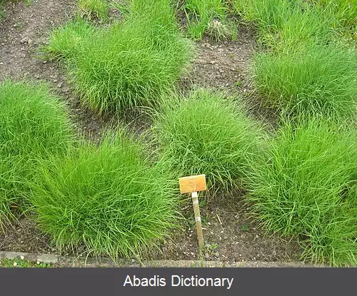 عکس ملیکای مژه دار