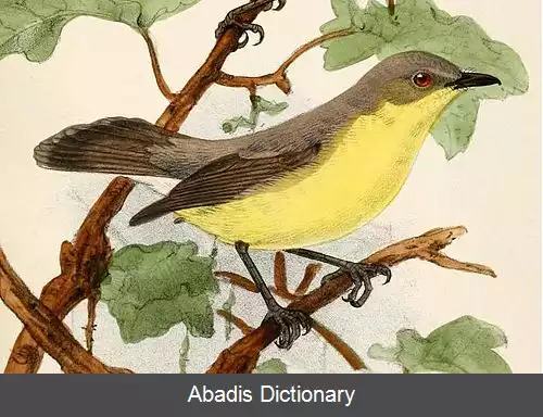 عکس خوش نوای شکم طلایی