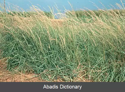 عکس مندابی (سرده)