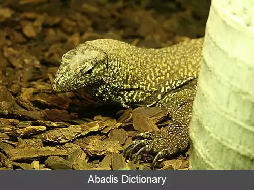 عکس بزمجه ابری