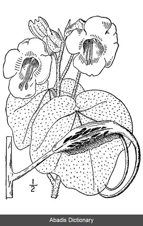 عکس شاخ بزی (سرده)