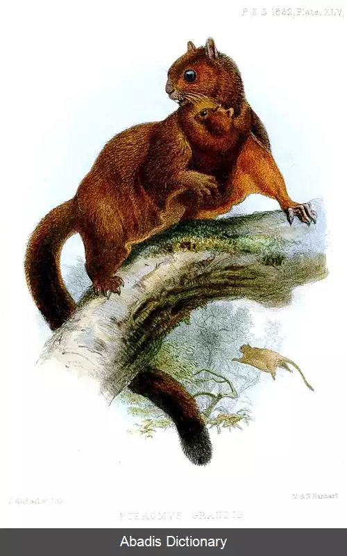 عکس فهرست پستانداران افغانستان