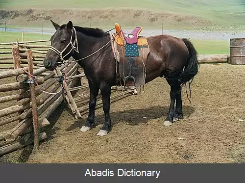 عکس اسب مغولی