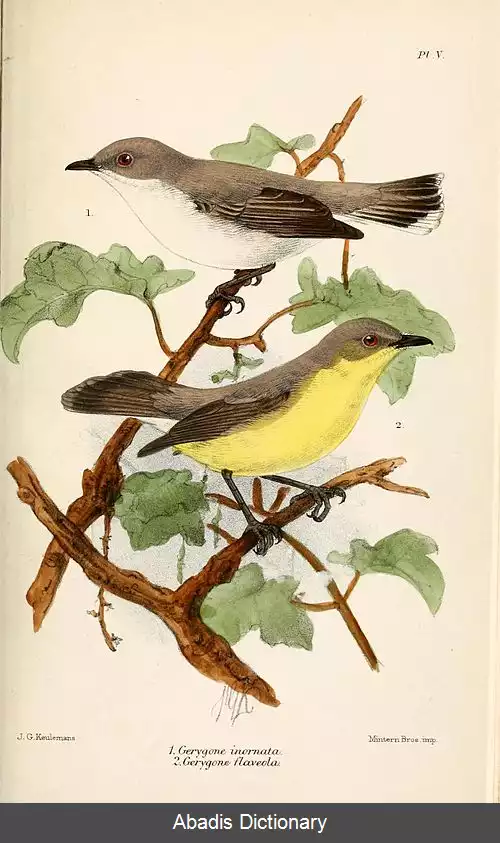 عکس خوش نوای ساده