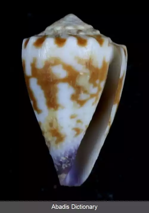 عکس قیفک های سازمند