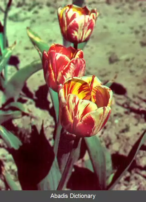 عکس ویروس شکستگی گل لاله