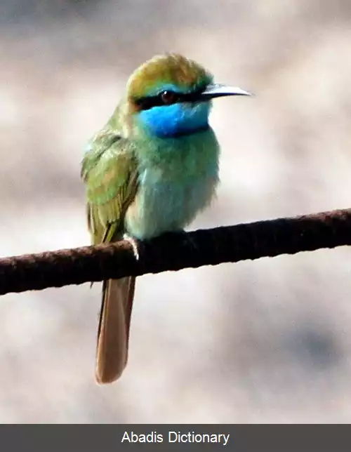 عکس زنبورخوار سبز عربی