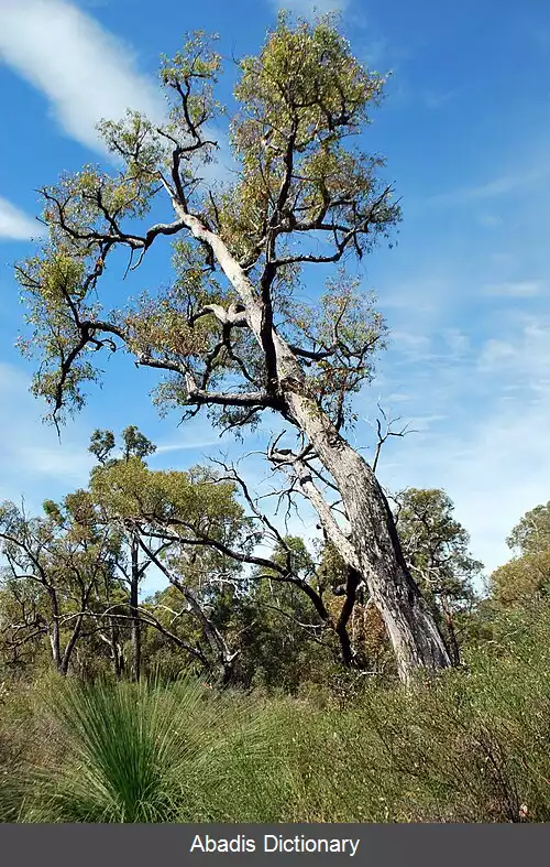 عکس سمسون استرالیای غربی
