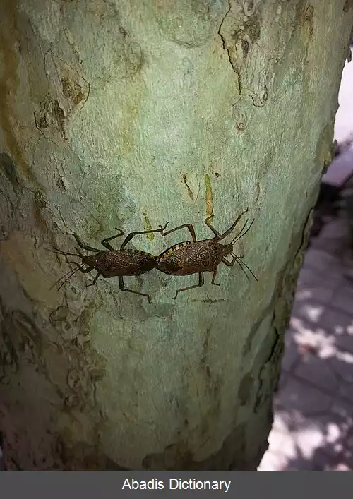 عکس سن گیاه خوار