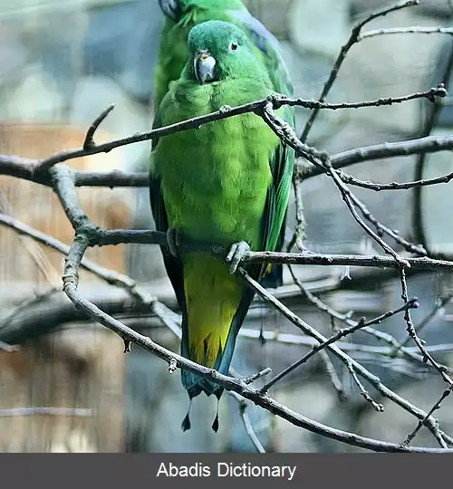 عکس دم پارویی بورو