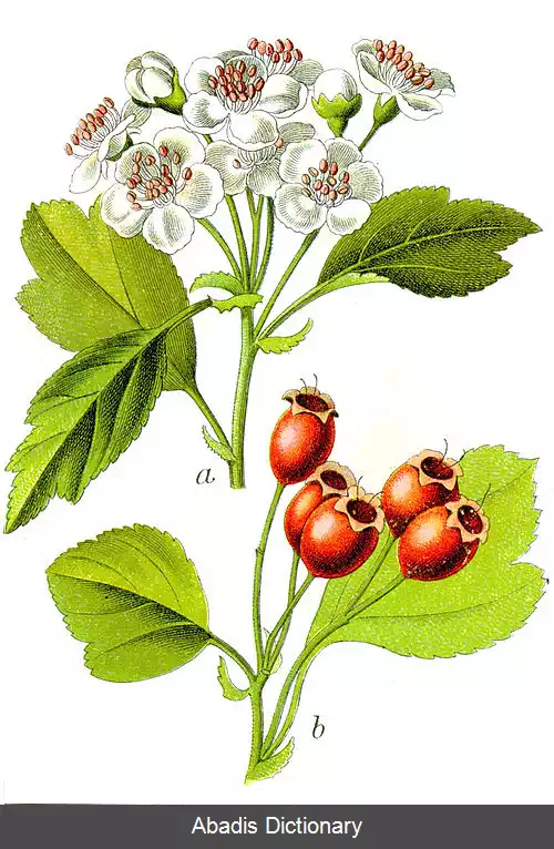 عکس زالزالک خارتیز