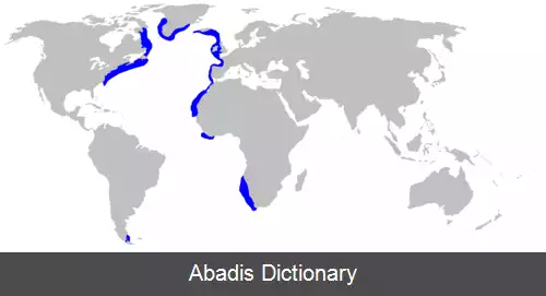 عکس سگ ماهی سیاه