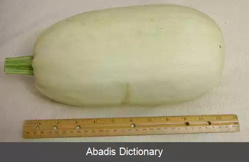 عکس کدو اسپاگتی