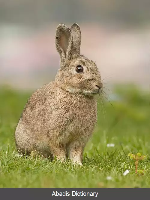 عکس خرگوش اروپایی