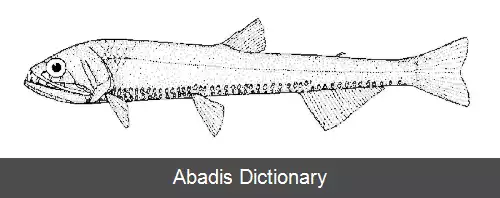 عکس فروغ ماهی نقره ای