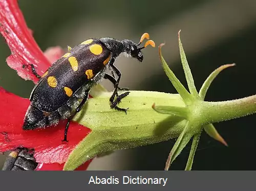 عکس سوسک تاول