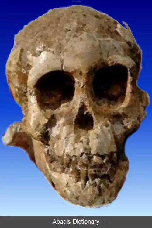 عکس فهرست سنگواره های مشهور انسان